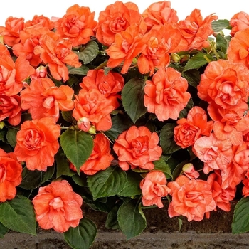 Impatiens walleriana 'Musica&trade; Elegant Red' USPP 20,313