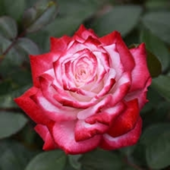 Rosa 'Meiryezza' PP30226P2