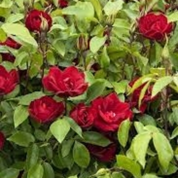 Rosa 'Meizgglie' PP29815P2