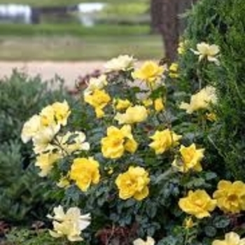 Rosa 'Meizgglie' 20,190,123,456