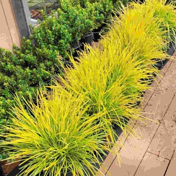 Lomandra longifolia 'KM-M24' 