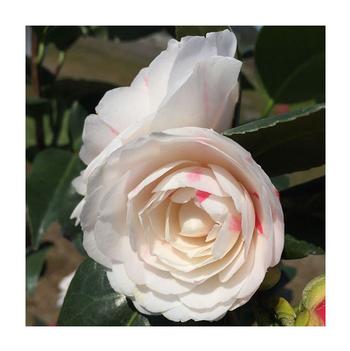 Camellia japonica 'April Dawn' 