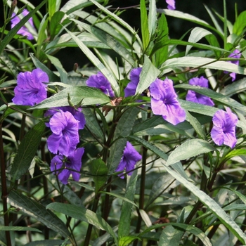 Ruellia brittoniana 'Purple Showers' 
