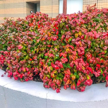Nandina domestica 'Firepower' 