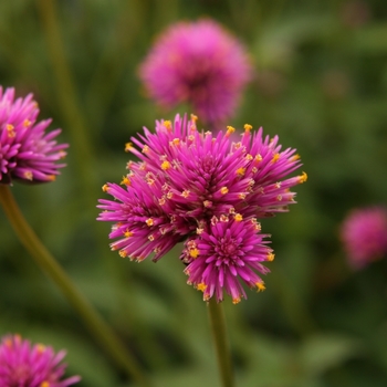 Gomphrena 'Pink Zazzle'