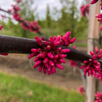 Cercis canadensis 'Appalachian Red' 