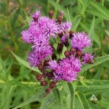 Vernonia fasciculata