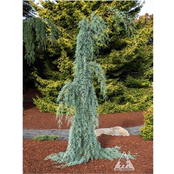 Cupressus Arizonica 'Raywood's Weeping' 