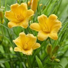 Hemerocallis 'Mini Stella'