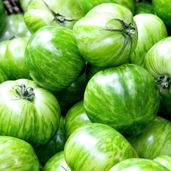 Solanum lycopersicon 'Green Zebra' PP18924P3