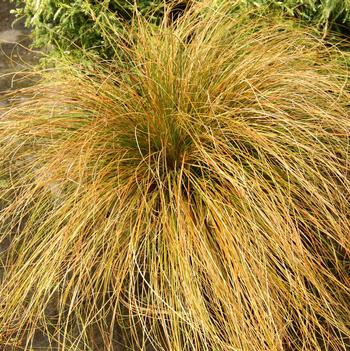 Carex testacea 'Indian Summer'