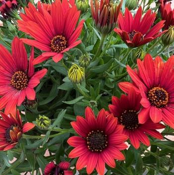 Osteospermum 'Sangria' 