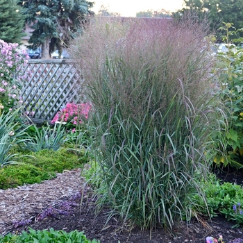 Panicum virgatum 'Smoky Rose&reg;' PP28017P2