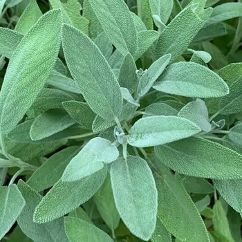 Leucophyllum frutescens 'Grehjs' PP33638