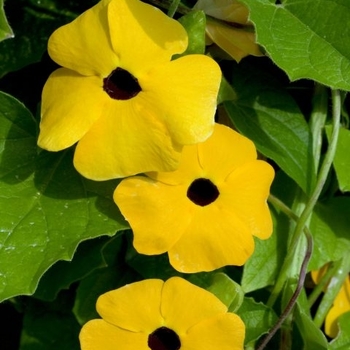 Thunbergia 'Yellow Dark Eye' USPP30126P2