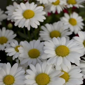Leucanthemum x superbum 'White Mountain' 