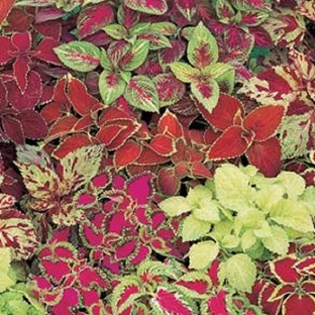 Coleus scutellarioides 'Festive Dance' 
