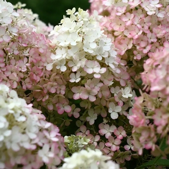 Hydrangea paniculata 'Bailpantwo' PPAF