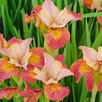 Iris sibirica 'Paprikash' PP23745P2