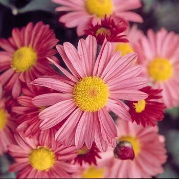 Chrysanthemum x morifolium 'Coral Daisy' USPP19528P2