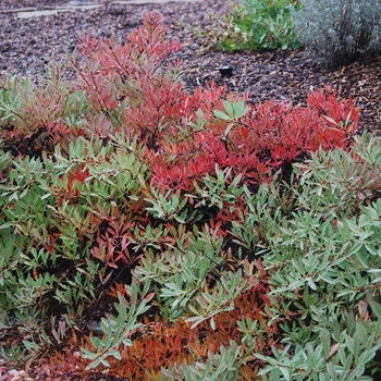 Prunus besseyi 'Pawnee Buttes&reg;' PP20,564