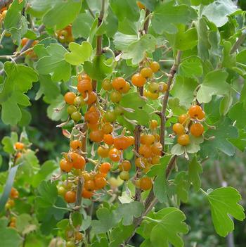 Ribes aureum