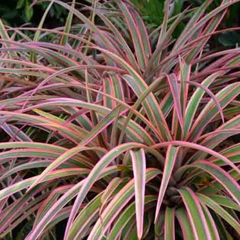 Dracaena marginata 'Colorama' 