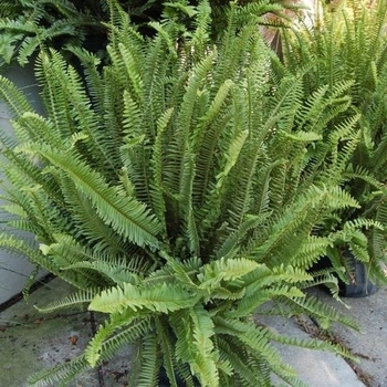 Nephrolepis obliterata 'Emerald Queen'