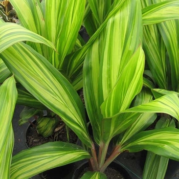 Dracaena deremensis 'Lemon Lime' 