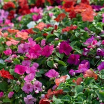 Impatiens 'Multiple Varieties'