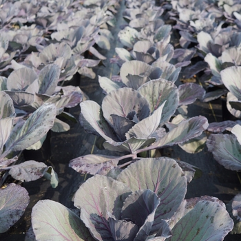 Brassica oleracea 'Ruby Perfection'