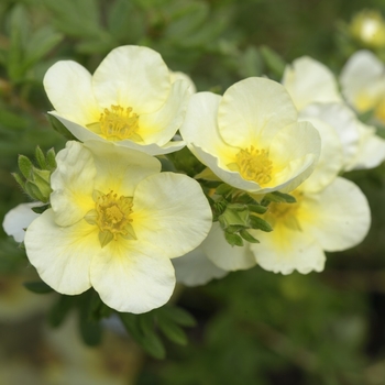 Potentilla fruticosa