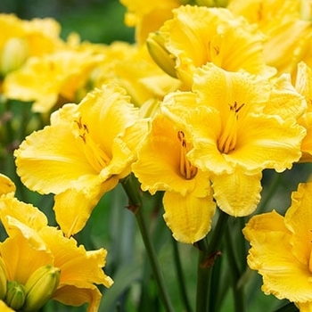 Hemerocallis 'Mini Stella' 