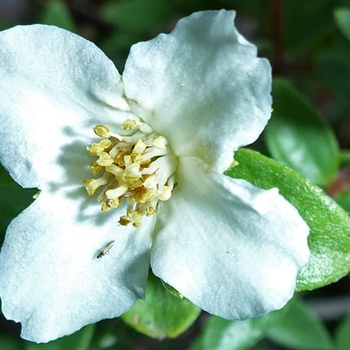 Philadelphus microphyllus