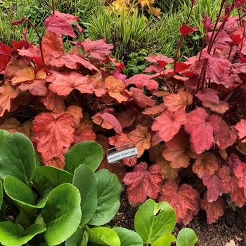Heuchera 'Amber Lady' PPAF