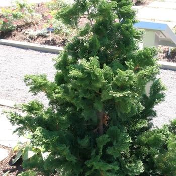 Chamaecyparis obtusa 'Compacta' 
