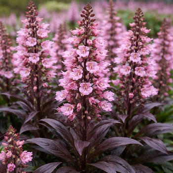 Penstemon barbatus 'Prairie Twilight' 