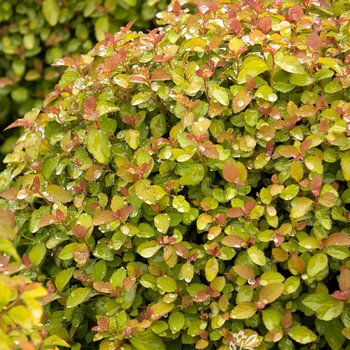 Spiraea japonica 'Minspiz02' PP28,223