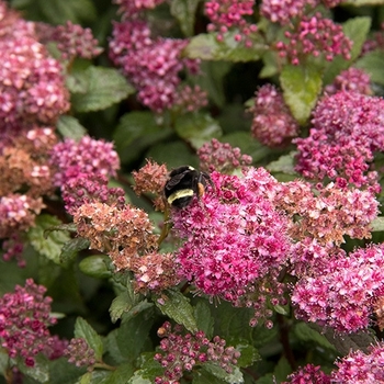 Spiraea japonica 'SMSJMLA' USPP23043P2