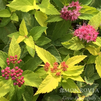 Spiraea japonica 'SMSJMLG' PPAF