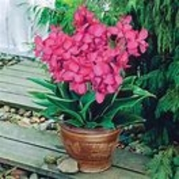 Canna 'Pink Futurity' 