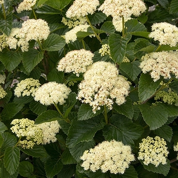 Viburnum dentatum 'SMVDE' PP28092