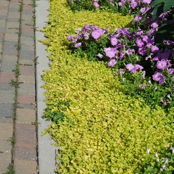 Lysimachia nummularia