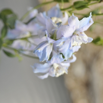 Delphinium elatum