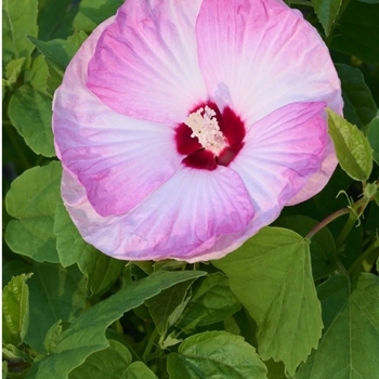 Hibiscus moscheutos 'Ambizu' USPP28972P3