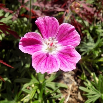 Geranium sanguineum 'Elke' 