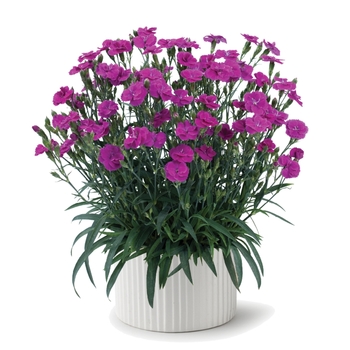Dianthus plumarius