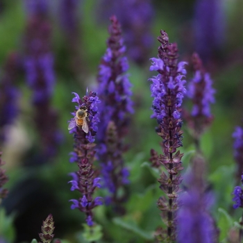 Salvia nemorosa 'Midnight Purple' 