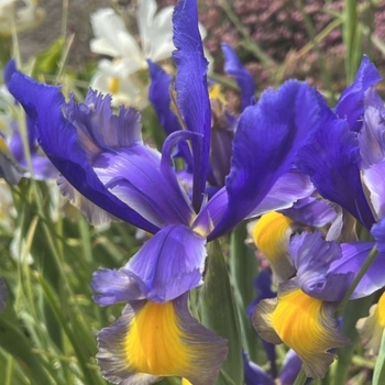 Iris hollandica