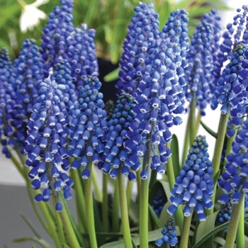 Muscari armeniacum